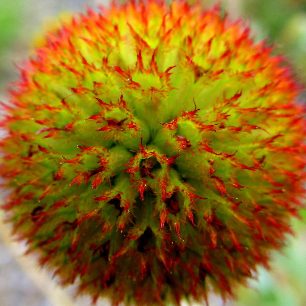 Gaillardia Pulchella